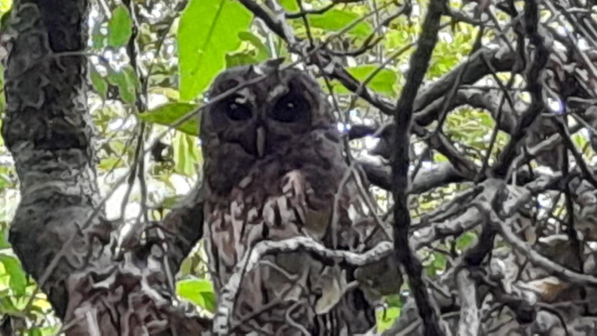 Cabanas La Montana Monteverde Zewnętrze zdjęcie
