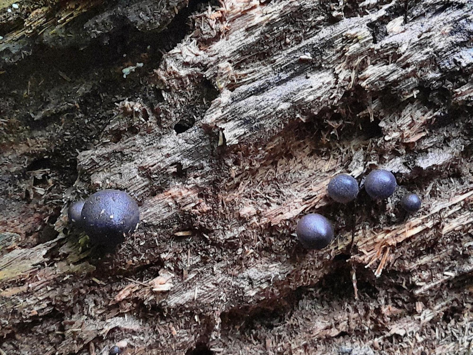 Cabanas La Montana Monteverde Zewnętrze zdjęcie