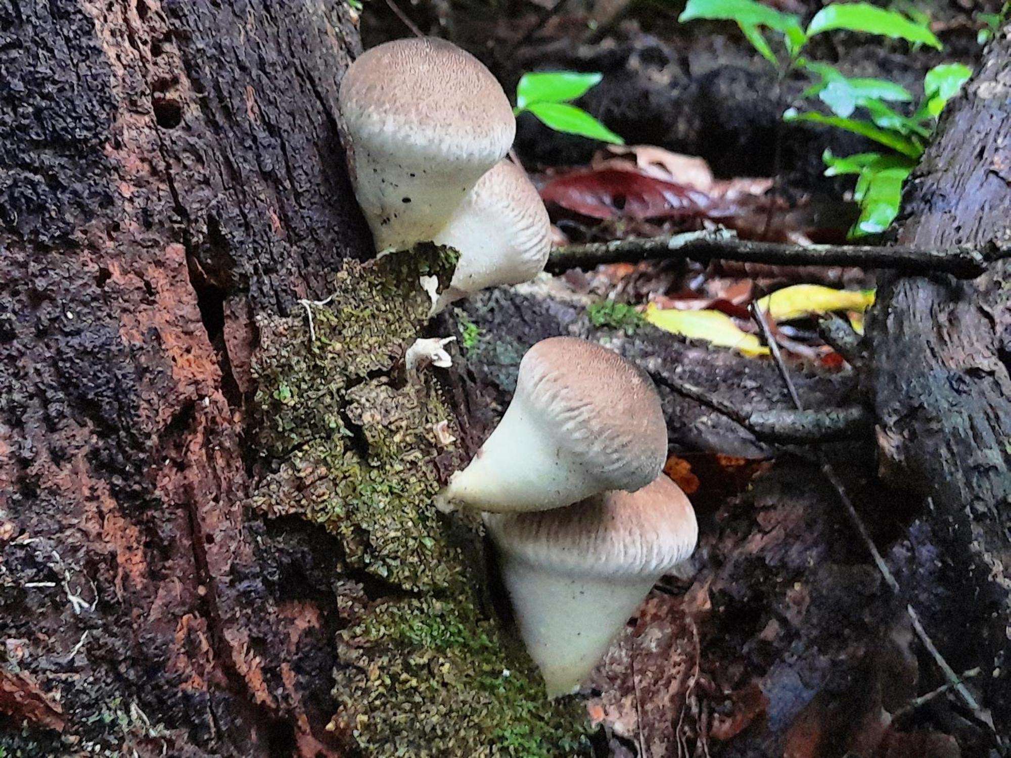 Cabanas La Montana Monteverde Zewnętrze zdjęcie